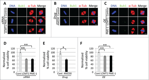 Figure 4. Analyzing the consequences of perturbing the LCMT1-PME-1 methylation equilibrium. (A–C) Fixed-cell immunofluorescence microcopy showing that the spindle assembly checkpoint is activated (Bub1 remains localized to kinetochores) in LCMT1 or PME-1 depleted cells (A), PME-1 inhibited cells (B) and LCMT1 or PME-1 overexpressing cells (C). Bar = 5 μm. (D–F) Quantification of normalized percent cell viability for LCMT1 or PME-1-depleted (D), AMZ30-treated (E), or LCMT1 or PME-1-overexpressing cells (F). Data represents average ± SDs of 3 independent experiments. * = P < 0.05, ** = P < 0.005.