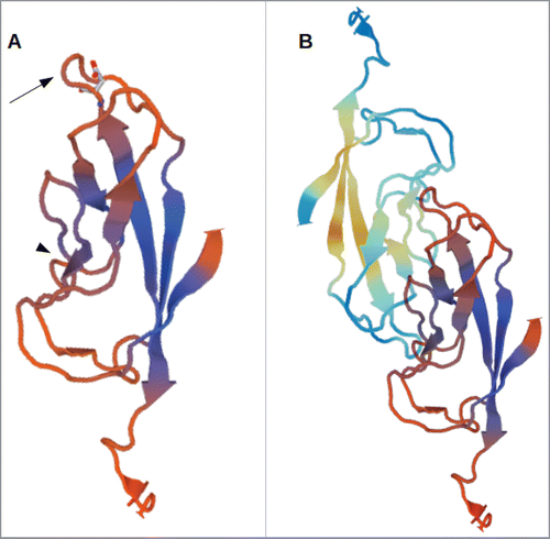 Figure 1. 3D-model of the EC1-domain of LI-cadherin. (A) A model of the EC1-domain of LI-cadherin. The model is based on an energy minimisation of the primary sequence of LI-cadherin EC1 initiated by a template based on X-ray crystallography of E-cadherin EC1. Based on comparison with other cadherins (VE-cadherin, N-cadherin and E-cadherin) the loop between the β-sheets β6 and β7 (indicated by the arrow) was identified to be one binding site for LI-cadherin trans-interaction and an inhibitory peptide of the sequence VAALD was identified there. The aspartic acid of this peptide in the loop between β6 and β7 is indicated. (B) A model of the trans-interaction of 2 LI-cadherins. The orientation of the lower EC1 is identical to the single EC1 shown in (A). The loop between β6 and β7 interacts with corresponding amino acids in the vicinity of β4. This binding region close to β4 is indicated in (A) by the arrow-head.