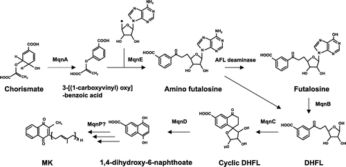 Figure 7. Novel pathway of menaquinone synthesis via futalosine. A novel menaquinone biosynthesis pathway was originally discovered in Streptomyces coelicolor, in which 1,4-dihydroxy-6-naphthoate is synthesized by MqnA (chorismate dehydratase), MqnD (1,4-dihydroxy-6-naphthoate synthase), MqnE (aminofutalosine synthase), AFL deaminase, MqnB (futalosine hydrolase), and MqnC (dehypoxanthine futalosine cyclase). MK synthesis from 1,4-dihydroxy-6-naphthoate is still not clearly understood, but a prenylation step catalyzed by MqnP has been proposed.