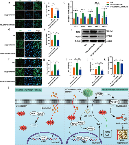 Figure 6 The mechanism of MT nanocomposite scaffold to promote angiogenesis. (a) The DCF fluorescence images represented the ROS level, scale bar: 50 μm. (b) Quantitative analysis of the relative DCF fluorescence intensity. (c) qPCR analysis of the mRNA expression levels of intracellular antioxidant and angiogenesis-related genes. (d–g) Immunofluorescence images of the Nrf2 and VEGF staining (scale bar: 50 μm) and relative quantitative analysis of fluorescence intensity. (h–j) The protein level of Nrf2 and VEGF by Western blot analysis in bEend.3 cell. (k) ELISA quantitative results of cytokine VEGF secreted from VECs. (l) Schematic diagram showing the mechanism of Nrf2-mediated angiogenesis activated by MT nanocomposite scaffold. n=3; *p < 0.05, **p < 0.01.