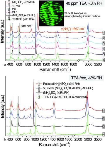 FIG. 5 (a) Temporal changes in the Raman signals of an amorphous ammonium bisulfate solid particle at 40-ppm TEA (<3% RH) and (b) comparison of the Raman spectra of the dried particle of the reacted ammonium bisulfate in TEA-free EDB chamber, a 50 mol% ammonium sulfate/TEAHBS mixed particle, a crystalline ammonium sulfate solid particle, and a TEAHBS droplet, all at <3% RH. (Color figure available online.)