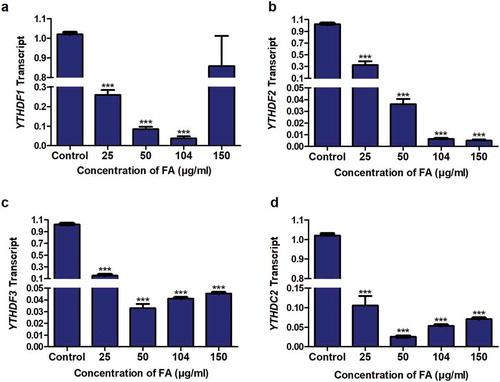 Figure 5. The effect of FA on the expression of m6A readers in HepG2 cells. RNA isolated from control and FA-treated HepG2 cells were reverse transcribed into cDNA and analyzed for the expression of YTHDF1, YTHDF2, YTHDF3, and YTHDC2 by qPCR. FA decreased the expression of YTHDF1 (a), YTHDF2 (b), YTHDF3 (c), and YTHDC2 (d) in HepG2 cells. Results are represented as mean fold-change ± SD (n = 3). Statistical significance was determined by one-way ANOVA with the Bonferroni multiple comparisons test (***p < 0.0001)
