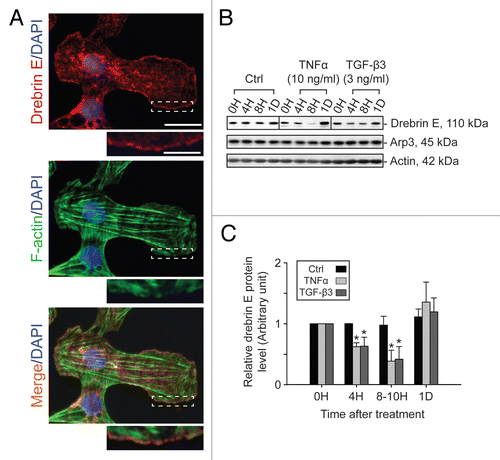 Figure 4 Localization of drebrin E in Sertoli cells cultured in vitro and cytokine-induced transient decline of the drebrin E steady-state protein level in the Sertoli cell epithelium. (A) When Sertoli cells were cultured at 0.005 × 106 cells/cm2 for 4 d on Matrigel-coated coverslips and stained for drebrin E (red fluorescence), drebrin E localized to the cytoplasm, as well as to the plasma membrane near the cell surface. Drebrin E, an actin regulator, also co-localized with F-actin (green fluorescence) but mostly at or near the cell surface (see inset below each micrograph, which is a magnified view of the area enclosed within the “broken-line” rectangle). Bar = 40 µm in the top micrograph, which also applies to the other micrographs; bar in inset = 15 µm in the top micrograph, which also applies to the other insets. (B and C) Sertoli cells were cultured at 0.5 × 106 cells/cm2 on Matrigel-coated dishes for 4 d, forming an intact epithelium with an established TJ permeability barrier and ultrastructural features corresponding to TJs, basal ES, GJs and desmosomes, mimicking the Sertoli cell BTB in vivo.Citation41,Citation42 On day 4, Sertoli cells were treated with either TNFα (10 ng/ml) or TGFβ3 (3 ng/ml) vs. controls (no treatment) and cultures were terminated at 4 h (hr), 8–10 h and 1 d (day) thereafter. Previous studies have shown that these cytokines induced junction restructuring at the BTB, disrupting the Sertoli cell TJ-permeability barrier.Citation46,Citation47,Citation78 A transient but statistically significant decline in the steady-state protein level of drebrin E was detected at 4 h to 8–10 h after TNFα or TGFβ3 treatment vs. the control. However, this decline in drebrin E level returned to its basal level by 24 h post-treatment. While Arp3 was shown to be a binding partner of drebrin E (see Fig. 5), the steady-state of Arp3 remained altered throughout the entire experimental period following treatment with cytokine vs. the control (B). Actin served as the protein loading control against which scanned data of drebrin E were normalized. The immunoblotting data shown in (B) illustrate changes in the protein level of drebrin E following cytokine treatment after images were densitometrically scanned using Multi Gauge software and shown in the histogram depicted in (C). Scanned data of Arp3 normalized against actin following cytokine treatment vs control were not shown in (C) because no significant changes were detected. Each bar = mean ± SD from six different culture experiments using different batches of Sertoli cells. 8–10 h indicates cultures were terminated at either 8 (n = 3) or 10 (n = 3) H after treatment with cytokine. The steady-state level of drebrin E at 0 h was arbitrarily set at 1. *p < 0.05.