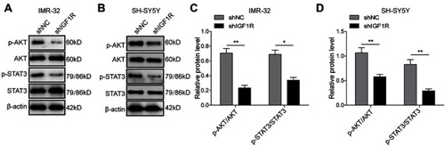 Figure 4 Knockdown of IGF1R inhibits activation of the AKT and STAT3 pathways. Expression levels and semi-quantitative analysis of AKT, STAT3, p-AKT, and p-STAT3 in IMR-32 (A and C) and SH-SY5Y (B and D) cells detected by Western blot. *P<0.05, **P<0.01 vs shNC group. All data are shown as the mean±SD based on three independent experiments.Abbreviation: IGF1R, insulin-like growth factor 1 receptor.