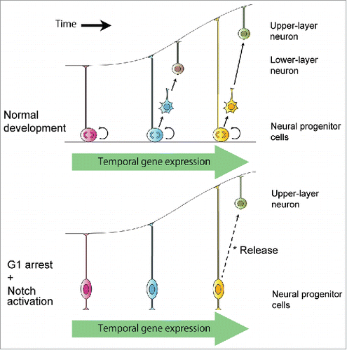 Figure 1. Cell-cycle progression is not necessary for transitions in temporal gene expression and laminar fate potential of neural progenitor cells during mammalian cerebral development. Transient cell-cycle arrest by in vivo p18/NICD co-expression and Cre-mediated recombination does not interfere with the laminar fate transition of neural progenitor cells from deep layers to upper layers.