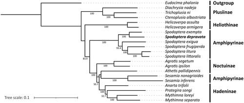 Figure 3. Phylogenetic tree of 21 lepidopteran species based on their mitochondrial genomes. Eudocima phalonia from the family Erebidae was used as the outgroup. The following sequences were used: Eudocima phalonia NC_032382.1 (Seo et al. Citation2019), Diachrysia nadeja MT916722.1 (Gao et al. Citation2021), Trichoplusia ni MK358044.1 (Zhao et al. Citation2022), Ctenoplusia albostriata NC_053742.1 (Xue et al. Citation2019), Helicoverpa assulta NC_014668.1 (Seo et al. Citation2019), Helicoverpa armigera NC_014668.1 (Yin et al. Citation2010), Spodoptera exempta NC_054179.1 (Li, Wang, Xiao, et al. Citation2021), Spodoptera exigua JX316220.1 (Wu et al. Citation2013), Spodoptera frugiperda MN385596.1 (Li, Wang, Xiao, et al. Citation2021), Spodoptera litura NC_022676.1 (Wan et al. Citation2013), Spodoptera littoralis MT816470.1 (Li, Wang, and Zhang Citation2021), Agrotis segetum KC894725.1 (Wu et al. Citation2014), Agrotis ipsilon KF163965 (Zhao et al. Citation2022), Athetis pallidipennis NC_046525.1 (Li, Wang, and Zhang Citation2021), Sesamia nonagrioides CM030612.1 (Muller et al. Citation2021), Sesamia inferens JN039362.1 (Wu et al. Citation2019), Anarta trifolii NC_046049.1 (Li, Wang, and Zhang Citation2021), Protegira songi NC_034938.1 (Guo et al. Citation2017), Mythimna loreyi NC_057500.1 (Nam et al. Citation2020), Mythimna separata KM099034.1 (Li, Wang, and Zhang Citation2021).