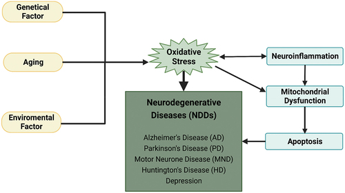 Figure 1. The overall schematic representation of neurodegenerative diseases, including common factors, NDDs and mechanisms [created by BioRender].