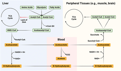 Figure 1. Ketone synthesis and metabolism. When acetyl-CoA cannot enter the TCA cycle within the liver, due to a lack of OAA, they condense into the ketone molecule acetoacetate, which can be further transformed into β-hydroxybutyrate (βHB) or spontaneously decarboxylated into acetone. Acetoacetate and βHB enter circulation and travel to peripheral tissues (e.g. muscle, brain), where the process reverses and acetyl-CoA is made available to enter the TCA cycle of these tissues.