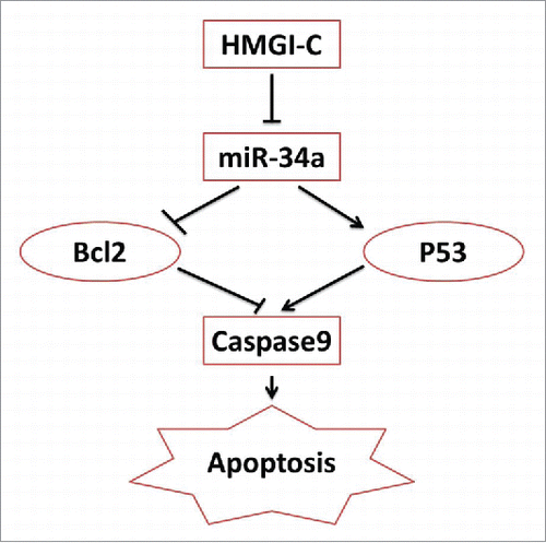 Figure 7. schematic model of the HMGI-C network in Breast adenocarcinoma.