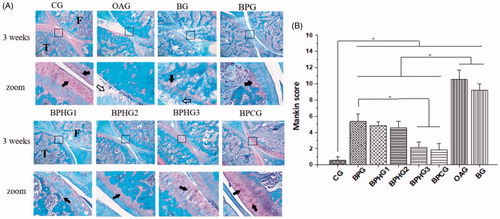 Figure 6. (A) Histological observation of Safranin O-Fast Green stained sagittal sections (magnification ×40 and ×200, respectively) of OA-injured knee joint treated with different conditions. CG: control group; OAG: OA group; BG: OA + BMP-2 positive control group; BPG: OA + PF127@BMP-2 group; BPHG1: OA + PF/HA10@BMP-2 group; BPHG2: OA + PF/HA90@BMP-2 group; BPHG3: OA + PF/HA800@BMP-2 group; BPCG: OA + PF/CS@BMP-2 group. Structures of joint were labeled (F: femur, T: tibia). The black square area was amplified in zoom image. Black solid arrowhead indicates normal chondrocytes; Black hollow arrowhead indicates damaged cartilage. (B) Mankin score for OA-injured knee joint treated with different conditions. Significant differences between experimental groups were identified via students’ t-test. (*p < .01).