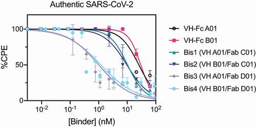 Figure 4. Bispecific VH/Fab IgGs neutralize authentic SARS-CoV-2 virus more potently than the mono-specific VH-Fcs