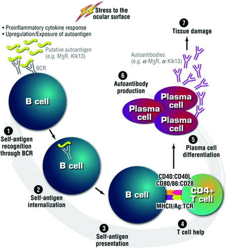 FIGURE 6.  Working Hypothesis: the contribution of autoreactive B cells during dry eye. 1) Autoreactive B cells recognize putative dry eye autoantigens through B-cell receptor interactions (e.g., M3R, Klk13), [Citation2] intenalize the antigen, and [Citation3] subsequently present the antigen to [Citation4] Th2 cells: cytokines derived from activated Th2 cells promote B-cell differentiation to [Citation5] plasma cells, which [Citation6] produce autoantibodies (e.g., anti-M3R, anti-Klk13) that [Citation7] cause complement-dependent tissue damage.