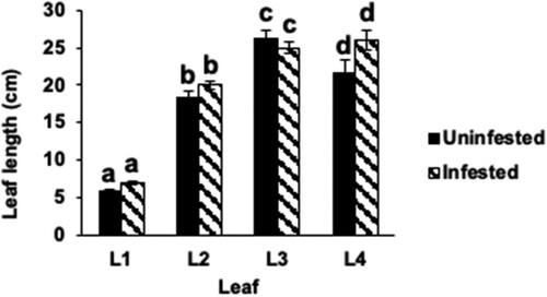 Figure 2 Leaf and plant growth in Hessian fly-infested Kitaake rice seedlings. (a) Nondestructive leaf (L1: leaf 1; L2: leaf 2; L3: leaf 3; L4: leaf 4) length measurements were taken in Biotype L-infested and uninfested Kitaake rice seedlings at 9 DAH. Measurements were taken from soil level to the tips of the leaf blades. Data are represented as means from 23 biological replicates. Error bars represent the standard error of the mean. Letters at the top of bars indicate significant differences determined using Tukey’s HSD test (p < .05). Same letters indicate no difference in lengths.