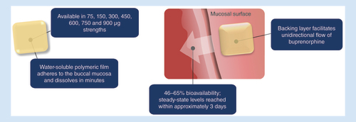 Figure 1. Buprenorphine buccal film. Buprenorphine buccal film is a small, bilayered dissolving polymer film that adheres to the buccal mucosa using BioErodible MucoAdhesive® technology, which enhances bioavailability compared with other routes of administration [Citation59]. Buprenorphine buccal film is available in 75, 150, 300, 450, 600, 750 and 900 μg dosage strengths and facilitates a unidirectional flow of the drug that is approximately 46–65% bioavailable and reaches steady-state levels in approximately 3 days [Citation50,Citation54].