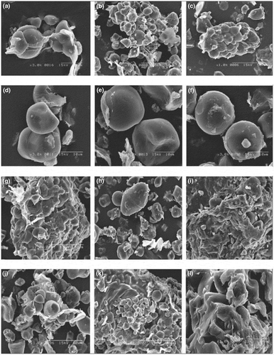 Figure 4. Microstructure of sweet potato flour manufactured under different pretreatment and drying conditions (SEM). (a–c) Freeze-dried after treatment with distilled water, NaHSO3 and CaCl2. (d–f) Air-dried at 55, 60 and 65 C after treatment with distilled water. (g – i) Air-dried at 55, 60 and 65 C after treatment with NaHSO3. (j–l) Air-dried at 55, 60 and 65 C after treatment with CaCl2. Reprinted from M. Ahmed, A. M. Sorifa, and J. B. Eun, ‘Effect of pretreatments and drying temperatures on sweet potato flour’, Int. J. Food Sci. Technol., pp. 726–732, 2010, with kind permission of Authors, © 2010.