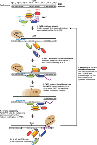 Figure 3. A proposed model of the dynamic interactions between FACT and a nucleosome transcribed by RNAPII. The nucleosome is represented linearly for simplification and the regions contacted by the various histones along the DNA are represented as white rectangles. Superhelical locations (SHL −7 to +7) and the dyad axis are indicated. Yeast FACT is represented with the same color code as human FACT in Figure 1a and proposed dynamic interactions with histones and DNA are depicted at key steps of RNAPII transcribing through the nucleosome. This model is based on available biochemical, structural, and genomic data cited in the main text but remains highly speculative. Note that the Pob3-CTD and Spt16-NTD are depicted in step 2 despite not being visible in the structure from Farnung et al. [Citation59].