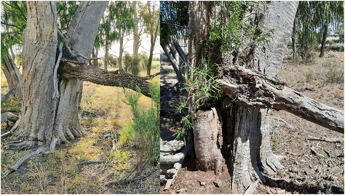 Figure 3. Fallen and reshot rosewood in coolabah swamp.