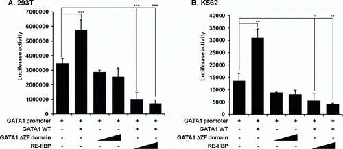 Figure 3.  RE-IIBP negatively regulates GATA1 transcription. (A and B) 293T and K562 cells were transfected with the pGL3-GATA1 promoter (100 ng), PMX-GATA1-FIG (200 ng), PMX-GATA1-FIG-ΔZF (100 ng, 200 ng) and pcDNA6–RE-IIBP (100 ng, 200 ng), and their cell extracts were assayed for luciferase activity. The pcDNA6 empty vector was used in all subsequent transfections as a negative control and was added to maintain equal amounts of total transfected DNA. Data in A and B are presented as mean ± SD; n=4. *P<0.05, **P<0.01, and ***P<0.001.