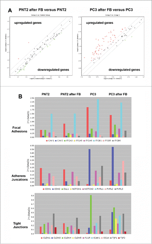 Figure 5. RT2 Profiler™ PCR Array Human Cell Junction Pathway Finder analysis of normal and cancer prostate epithelial cells before and after coculture with BJhTERT fibroblast. (A) The relative expression levels for each gene in PNT2 cells (Group 1) or PC3 cells (Group 3) after co-culture with fibroblasts are plotted against the same gene from the control PNT2 cells or PC3 cells (Control Group or Group 2, respectively). The middle line shows the similar expression in both groups with 2-fold change boundaries. Genes up-regulated >2-fold lie above the middle line and the down-regulated genes lie below the line. (B) Gene expression levels for PNT2 cells (Control group), BJhTERT-exposed PNT2 cells (Group 1), PC3 cells (Group 2) and BJhTERT-exposed PC3 cells (Group 3) (RT2 Profiler™ PCR Array Data Analysis Program version 3.5).