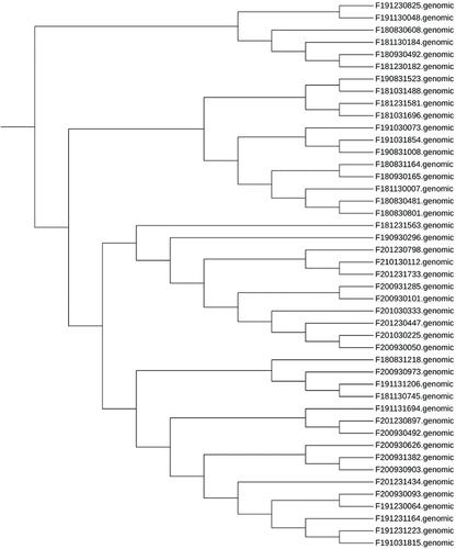 Figure 1 Phylogenetic tree of MDR-KP strains based on SNP analysis. HS11286_CO4P003200_ST11 was used as the reference genome, and BacWGSTdb 2.0 database was used to draw the phylogenetic tree based on SNP analysis of 45 MDR-KP strains collected from Wuhan, China. The results showed that the bacteria were mainly divided into 4 groups.