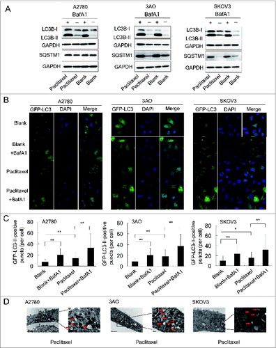 Figure 4 (See previous page). Paclitaxel increases autophagosome formation and autophagic flux. (A) A2780, 3AO, and SKOV3 cells were treated with 10 nM paclitaxel with and without 10 nM BafA1 for 24 h and the protein levels of LC3B and SQSTM1 were assessed by western blotting. Cells without paclitaxel treatment with and without 10 nM BafA1 were assigned as controls (Blank and Blank+BafA1). GAPDH was assigned as the loading control. Data are representative of 3 independent experiments. (B) A2780, 3AO and SKOV3 cells were transfected with the GFP-LC3-plasmid overnight and transferred on the coverslips. After a 24-h exposure to 10 nM paclitaxel with and without 10 nM BafA1, representative images of GFP-LC3-II-positive puncta were photographed with a confocal fluorescence microscope. Cells without paclitaxel treatment with and without 10 nM BafA1 were assigned as controls (Blank and Blank+BafA1). DAPI: staining for the nuclei. (C) The number of GFP-LC3-II-positive puncta in 50 GFP-positive cells for each group was counted using the Metamoph offline 7.7.8.0 software package and the GFP-LC3-II-positive puncta per cell were calculated. Three independent experiments were performed and the values were expressed as the mean ± SD, * P < 0.05, ** P < 0.01. (D) Autophagosome and autolysosome vesicles of A2780, 3AO and SKOV3 cells treated with 10 nM paclitaxel for 24 h were visualized by transmission electron microscopy. The typical images of autophagosomes and autolysosomes (red arrows) are shown at high magnification.