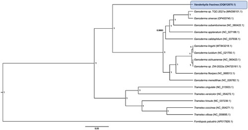 Figure 3. Phylogenetic tree of mitochondrial genomes of Vanderbylia fraxinea and its related species. Protein-coding sequences conserved in the mitochondrial genomes of 18 species were multiple-aligned using MAFFT (http://mafft.cbrc.jp/alignment/server/index.html) and used to generate phylogenetic tree using Bayesian inference method of BEAST2 (Bouckaert et al. Citation2019) with default parameters. Posterior probability values are on the branches. The isolate, V. fraxinea (GNUFP287), obtained in this study was represented by bold letters. GenBank accession nos. of mitochondrial genome sequences used for this tree are indicated within parentheses.