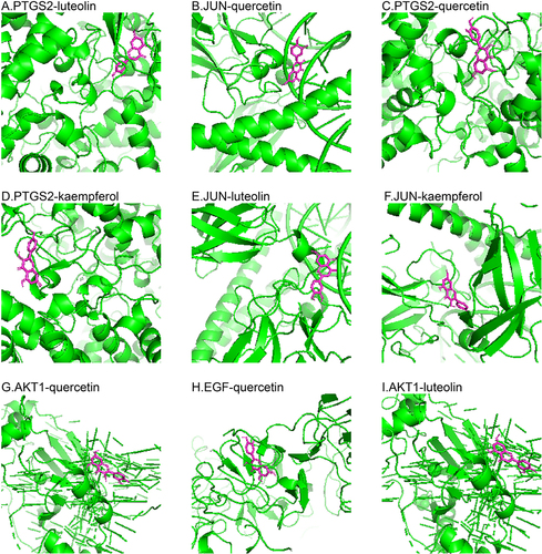 Figure 6 Results of molecular docking of active compounds and hub targets. Complexes are arranged from the lowest to the highest binding energy score: (A) PTGS2-luteolin. (B) JUN-quercetin. (C) PTGS2-quercetin. (D) PTGS2-kaempferol. (E) JUN-luteolin. (F) JUN-kaempferol. (G) AKT1-quercetin. (H) EGF-quercetin. (I) AKT1-luteolin.