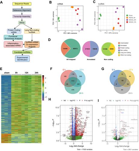 Figure 1 Differential genes involved in the pathophysiology of MCAO. (A) Outline of the workflow in the present study. (B and C) Principal component analysis results of mRNAs and lncRNAs. (D) The number of mapped, annotated, protein-coding and lncRNA genes expressed during dataset procession. (E) Heatmap of DEGs between Sham and MCAO at various time points. (F and G) The Venn diagram shows the intersection of mRNA and lncRNA DEGs at different time points. (H and I) Volcano plot shows the distribution of log fold change and adjusted p-value for mRNAs and lncRNAs; indicated genes represent the top of both up-regulated and down-regulated genes.