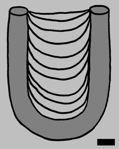 Figure 9. Diplocraterion ‘archetype’ based on averages from descriptive statistics of measured specimens from three sites (LowT/Riverbend Cliff, McFall Ledge, Buckeye Branch Mouth) in the Diplocraterion bed, Glen Rose Formation. Scale = 1 cm.