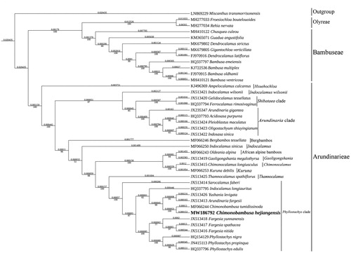 Figure 1. Maximum-likelihood phylogenetic analysis of 39 species of Bambusoideae and Miscanthus transmorrisonensis (Panicoideae) as outgroup based on plastid genome sequences by IQ-TREE multicore version 1.6.12 under GTR + R6 model for 5000 ultrafast bootstraps. Branch lengths (above) and bootstrap values (below) were indicated around nodes. GenBank accession numbers of each species were listed in the phylogenetic tree.