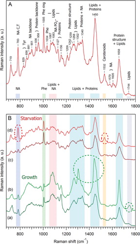 Fig. 4 Comparison of the Raman spectra of D. discoideum growth and starvation EVs. (A) Proposed interpretation of Raman spectrum originated from vesicles released from D. discoideum in the starvation phase. This spectrum was obtained by averaging 15 different sets of vesicles, with a total accumulation time of 14 minutes, then subtraction of the PBS contribution, and smoothing by 2 adjacent pixels. (B) Variability of Raman spectra of D. discoideum vesicles during growth (a, b) as compared to starvation phase (c, d). Within the same phase, one can qualitatively distinguish at least 2 different species: during growth, species (b) is characterised by an increased amount of lipids as compared to species (a), and during starvation, species (d) contains an increased amount of nucleic acids and carotenoids as compared to species (c). The prominent spectral differences are highlighted by dashed oval curves.