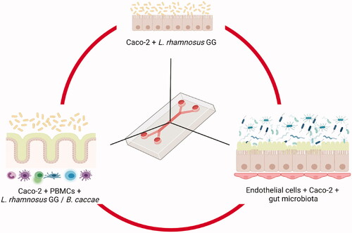Figure 4. Examples of different complexity levels in gut-on-a-chip systems that use immortalised cells to study the interactions with gut microbiota. The example in the upper position represents the first study that co-cultured L. rhamnosus GG with Caco-2 cells (Kim et al. Citation2012). On the right hand side, another system incorporated Human Peripheral Blood Mononuclear Cells (PBMCs) to further study the gut-immune system interactions, like in the Humix system, that also allowed the growth of anaerobes such as Bacteroides caccae (Eain et al. Citation2017). On the right hand side, a representation of the system generated by Jalili-Firoozinezhad et al, including endothelial cells and a complex gut microbiota from humanised mice (Jalili-Firoozinezhad et al. Citation2019). Created with Biorender.com.