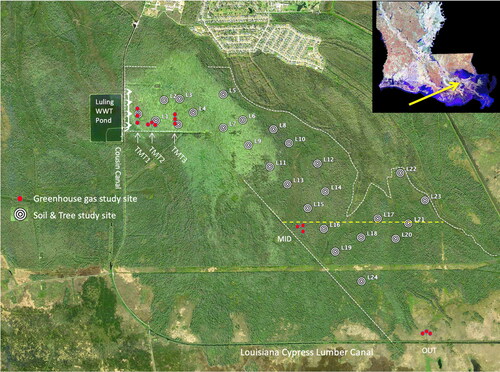 Figure 1. Map of the Luling assimilation wetland that receive treated effluent (delineated by white arrows; map source Google Earth). White circles indicate where tree biomass and soil accretion were monitored. Red dots indicate where greenhouse gas sampling was carried out. Note project area was decreased over time hence the monitoring plots located outside of the project area.