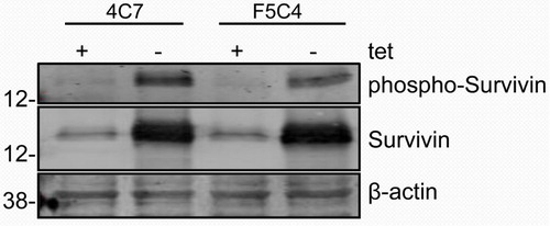 Fig. 2.  Western blot of whole cell lysates of YUSAC 2 cell line derivatives. 4C7 and F5C4 cells were incubated in the presence or absence of tetracycline for 24 hr, which in the absence of tetracycline will overexpress wild-type or Survivin-T34A, respectively. 4C7 has increased Survivin in the absence of tetracycline, which is concurrent with phosphorylated-Survivin-Thr34. However, in the absence of tetracycline, F5C4 also overexpresses Survivin, but it is not phosphorylatable at the Thr34 site.