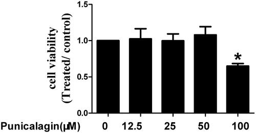 Figure 1 Effects of punicalagin on cell viability in RA FLSs. Cell viability was tested by MTT assays in RA FLSs incubated with punicalagin (at the concentration 12.5, 25, and 50μM) for 48 h. Data are means of three separated experiments±SEM. *P < 0.05, vs control.