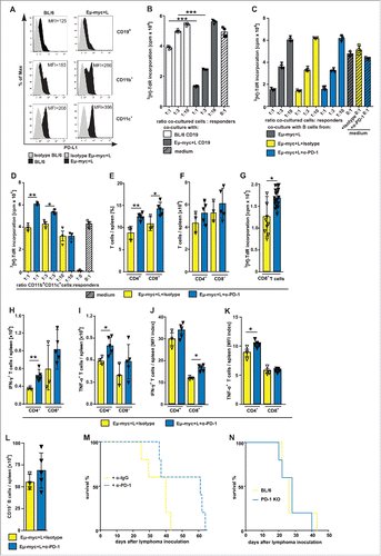 Figure 4. Blockade of PD-1 signaling partially restores T cell function. (A) PDL-1 expression was analyzed on CD19+, CD11b+ or CD11c+ cells on splenocytes from BL/6 or Eµ-myc+L mice by flow-cytometry. One representative histogram out of 3 is shown. (black: staining, gray: isotype; n = 3 mice/group) (B) MACS-purified CD8+ T cells from naive BL/6 mice (responders) were activated with plate-bound αCD3 mAb (2 µg/ml) in the presence of titrated numbers of MACS-purified CD19+ B cells from naïve BL/6 or Eµ-myc+L mice for 72 h in triplicate cultures. 3[H]–TdR was added to the culture for the last 18 h of incubation. 1 representative out of 12 experiments is shown. (C) CD8+ T cells were cultured with titrated amounts of MACS-purified CD19+ B cells from Eµ-myc+L in the absence or presence of a blocking αPD-1 mAb (10 μg/ml) or control IgG and proliferation was measured as described in (B). Naïve BL/6 CD8+ T cells were cultured in the presence or absence of a αPD-1 or isotype control mAb served as controls. (D) Titrated numbers of MACS purified, irradiated (1000 rad) CD11b+ and CD11c+ APCs were cultured with CD8+ T cell responders (as described in (B) in the presence or absence (hatched bars) of an αPD-1 mAb (10 μg/ml) or control IgG and 3[H]–TdR incorporation was measured. (E-M) 3 × 106 MACS-purified CD19+ B cells from Eµ-myc+L mice were transplanted into BL/6 recipients and mice were treated with 200 μg αPD-1 mAb (blue bars) or control IgG (yellow bars) i.p. every third day. Day 17 after treatment, splenocytes were isolated and (E) frequencies and (F) absolute numbers of CD4+ and CD8+ T cells were analyzed using flow cytometry. (G) MACS purified CD8+ T cells were activated with plate-bound αCD3 mAb (2 µg/ml) and 3[H]–TdR incorporation was measured. (H-K) MACS purified CD4+ and CD8+ T cells were stimulated with PMA/Ionomycin for 5 h in vitro. Then, IFN-γ and TNF-α production was measured by flow-cytometry. (H, I) Total numbers and (J, K) MFI index of IFN-γ− and TNF-α-producing T cells is shown. (L) Absolute CD19+ B cell numbers (n = 3–5 mice/group). (M) Kaplan-Meier curve (n = 5 mice/group). (N) 3 × 106 MACS-purified CD19+ B cells from Eµ-myc+L mice were transplanted into BL/6 or PD-1−/− recipients and survival was monitored. Kaplan-Meier curve (n = 5 mice/group). Expression values for J, K are displayed as MFI index ( = intensity of expression in cytokine positive/cytokine negative cells). Data are displayed as mean ± SEM. Statistics: (B-L) Student's t test; (M, N) log-rank test. *p < 0.05, **p < 0.01, ***p < 0.0001. See also Supplementary Figure S4.