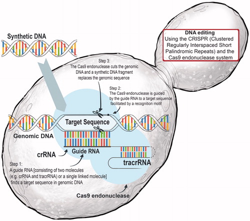 Figure 14. The CRISPR-Cas9 system can be used as a “red pen” to correct and edit genetic blueprints of living cells in a precise and targeted way. CRISPR is an abbreviation for “clustered, regularly interspaced short palindromic repeats” found in select bacteria and archaea. This powerful DNA-editing tool is based on the CRISPR-associated protein-9 nuclease (Cas9) from bacteria such as Streptococcus pyogenes where it functions as an adaptive immunity, enabling the bacterial cells to respond to and eliminate invading genetic material. For example, invading DNA from viruses or plasmids is cut into small fragments and incorporated into a CRISPR locus amidst a series of short repeats (around 20 bps). These loci are transcribed, and transcripts are then processed to generate small RNA molecules (crRNA – CRISPR RNA) which are used to guide effector endonucleases that target invading DNA based on sequence complementarity. In a yeast cell, a CRISPR RNA will bind to a specific DNA segment which has a complementary sequence. The Cas9 nuclease will recognize the structure generated when a CRISPR RNA binds to a stretch of DNA and responds like a pair of molecular scissors, cutting through the DNA precisely at that point.