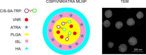 Figure 2 A multi-layered nano-platform contained CISP, VNR and ATRA were prepared and named CISP/VNR/ATRA MLNP. The TEM image showed that the CISP/VNR/ATRA MLNP was spherical particles with inner cores and coats on the outer surface.