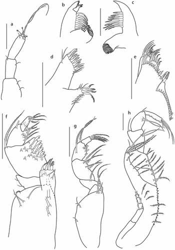 Figure 7. Eocuma ghanaian sp. nov., non-ovigerous female, paratype (ZMBN 149194). a, Antennule; b, left mandible; c, right mandible; d, maxilla; e, maxillula; f, maxilliped 1; g, maxilliped 2; h, maxilliped 3. Scale bars = 0.1 mm.