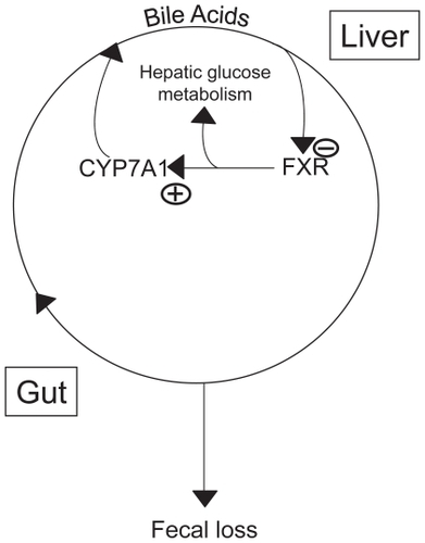 Figure 1 The enterohepatic circulation of bile acids.