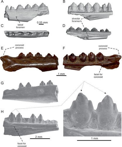 FIGURE 3. Tinosaurus europeocaenus. A–D, left dentary IRSNB R 459 in A, lateral; B, medial; C, dorsal; D, ventromedial views. E–F, right dentary IRSNB R 460 in E, lateral; and F, medial views. G–H, left dentary IRSNB R 461 in G, lateral; and H, medial views with detail of teeth.