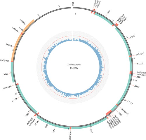 Figure 2. Genome map of the mitogenome of T. ainonia. The outermost circle shows the arrangement of the genes: blue for the CDS, red for tRNAs, and orange for rRNAs.