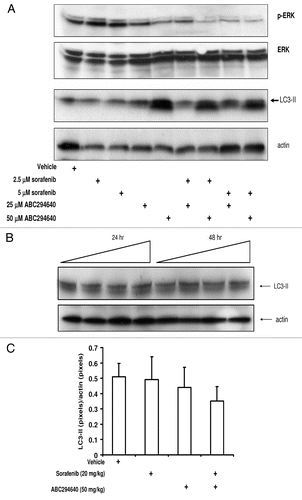 Figure 4 Effects of ABC294640, sorafenib or combinations on autophagy and MAP /ERK signaling in tumor cells and splenocytes. SK-HEP-1 cells (A) were exposed to ABC294640, sorafenib or combinations for 48 hr. Splenocytes (B) or peripheral lymphocytes (C) were isolated from either drug naïve mice (splenocytes) or drug-treated mice (peripheral lymphocytes) as described in Materials and Methods section. In (B), splenocytes were exposed to increasing concentrations of ABC294640 and harvested at indicated time points. Cell lysates were then fractionated by SDS-PAGE, and probed with antibodies to detect LC3-II, actin, p-ERK and ERK as described in the Materials and Methods section.