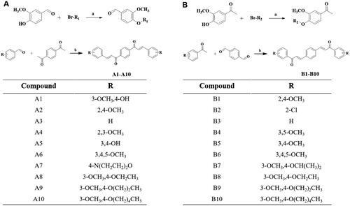 Figure 2. Chemical synthesis. (A) General synthesis steps and compound structure of dicarbonyl curcumin analogues A. (B) General synthesis steps and compound structure of dicarbonyl curcumin analogues B. Reagents and conditions: (a) DMF, K2CO3, 80 °C; (b) EtOH, HCl, 78 °C/EtOH, NaOH, rt.
