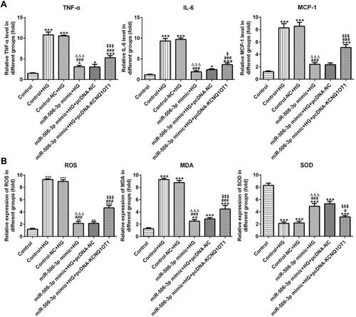 Figure 6 MiR-506-3p overexpression inhibited the inflammation and oxidative stress in HG-induced HK-2 cells. (A) The levels of TNF-α, IL-6 and MCP-1 were increased in HG-induced HK-2 cells and miR-506-3p overexpression down-regulated the levels of TNF-α, IL-6 and MCP-1 in HG-induced HK-2 cells while reversed by KCNQ1OT1 overexpression. *P<0.05 and ***P<0.001 vs. control group. ###P<0.001 vs. control+HG group. ∆∆∆P<0.001 vs. control-NC+HG group. $P<0.05 and $$$P<0.001 vs. miR-506-3p mimic+HG+pcDNA-NC group. (B) The levels of ROS and MDA were increased while SOD level was decreased in HG-induced HK-2 cells. MiR-506-3p overexpression down-regulated the levels of ROS and MDA and up-regulated the SOD level in HG-induced HK-2 cells while reversed by KCNQ1OT1 overexpression. **P<0.01 and ***P<0.001 vs. control group. #P<0.05 and ###P<0.001 vs. control+HG group. ∆∆∆P<0.001 vs. control-NC+HG group. $$$P<0.001 vs. miR-506-3p mimic+HG+pcDNA-NC group. (n=3).