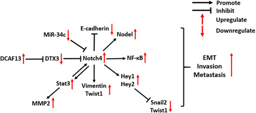 Figure 3 Molecular mechanisms of Notch4 signaling in cancer EMT and metastasis.