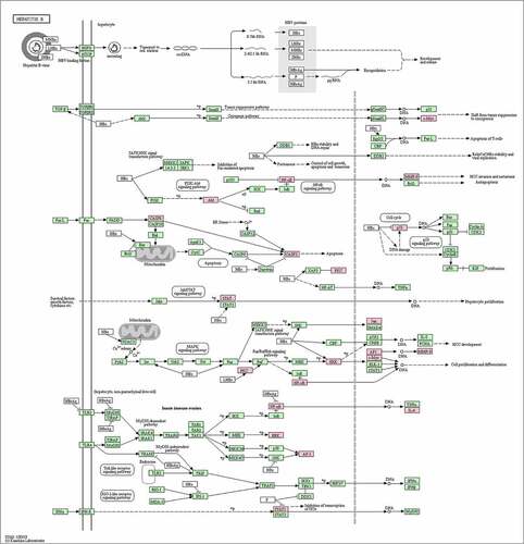 Figure 6. Annotated map of the target points of the main active components of S. marianum on NAFLD-related signal pathways.