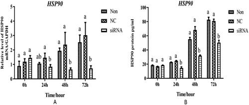 Figure 4. mRNA and protein expression levels of HSP90 in the transfected adipocytes. (A) The mRNA expressions of HSP90 in the adipocytes at 0, 24, 48, and 72h after transfection. (B) The protein level of in the chicken adipocytes at 0, 24, 48, and 72 h after transfection. Non, NC, and siRNA mean non-transfected, negative-control, and HSP90-siRNA, respectively. Different lowercases indicated that means differed significantly (p< 0.05).