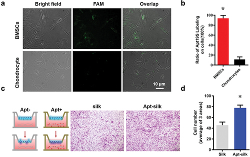 Figure 3. Recruitment of MSCs with Apt19s in vitro (A) Apt19s binding specificity assay: fluorescent images of the binding of FAM (5-carboxyfluorescein)-labeled Apt19s with rabbit BMSCs and rabbit chondrocytes. (B) Quantitative data of aptamer binding specificity assay. (C) Schematic diagram of the cell migration assay via the Transwell model, and the migrated MSCs toward the aptamer-free/functionalized (Apt-/apt+) silk fiber were dyed with crystal violet. (D) Quantitative data of MSC migration.