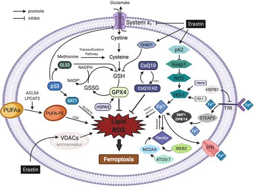 Figure 1 Regulatory pathways of ferroptosis. The figure shows the regulatory pathways of ferroptosis, which can be roughly divided into two categories: the first category involves metabolic pathways associated with ferroptosis, such as abnormal iron, lipid and amino acid pathways; the second category involves signalling pathways associated with ferroptosis, such as the p53, nuclear factor erythroid 2-related factor 2, heat shock proteins, haem oxygenase-1, nuclear receptor coactivator 4 and mevalonate pathways. In addition, erastin acts on multiple pathways to induce ferroptosis.